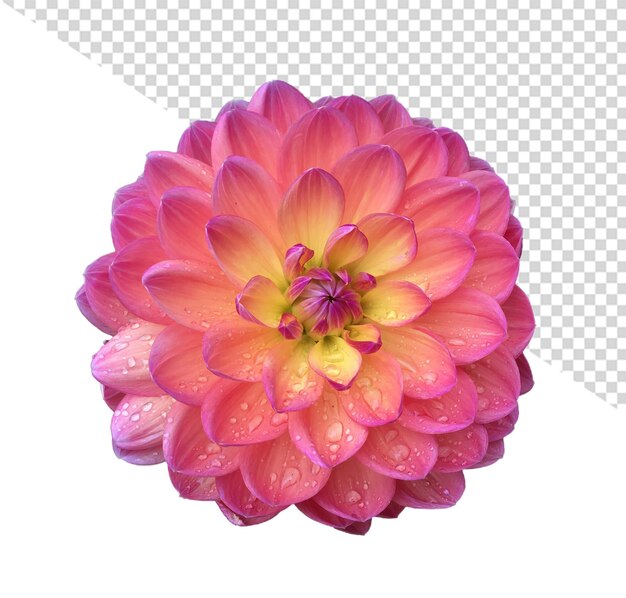 PSD flor dália png