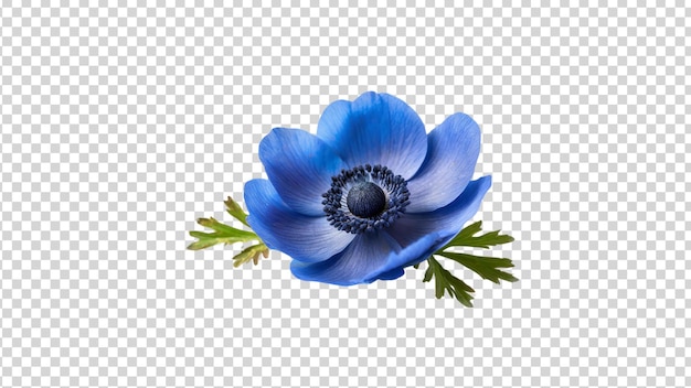 PSD flor de anêmona azul isolada em fundo transparente