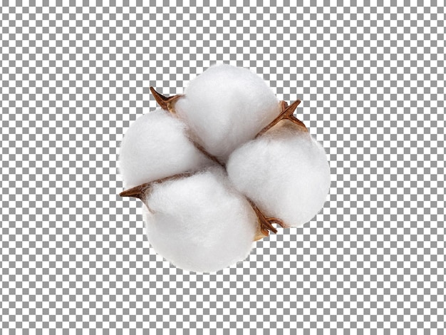 Flor de bola de algodão fresca isolada em fundo transparente