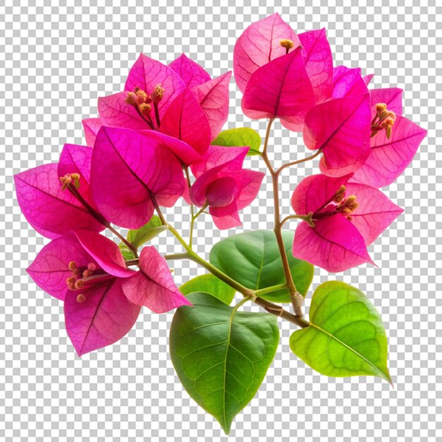 PSD flor de bougainvillea em fundo transparente