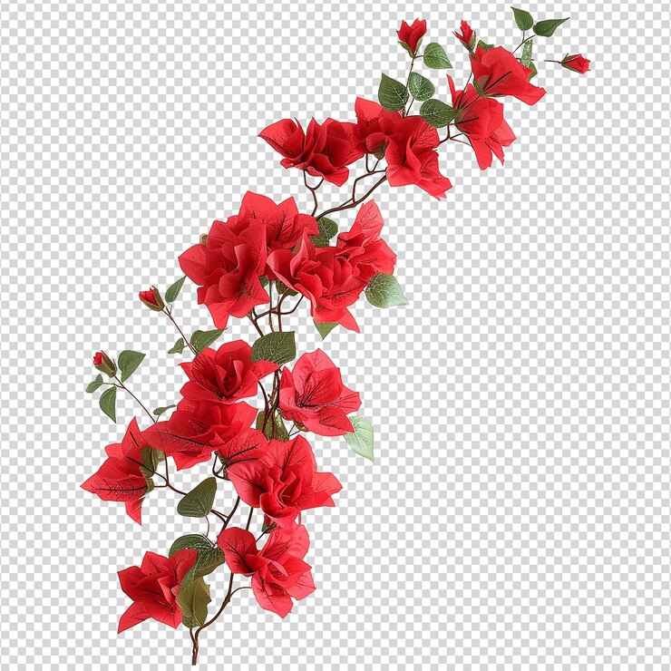 PSD flor de bougainvillea isolada em fundo transparente