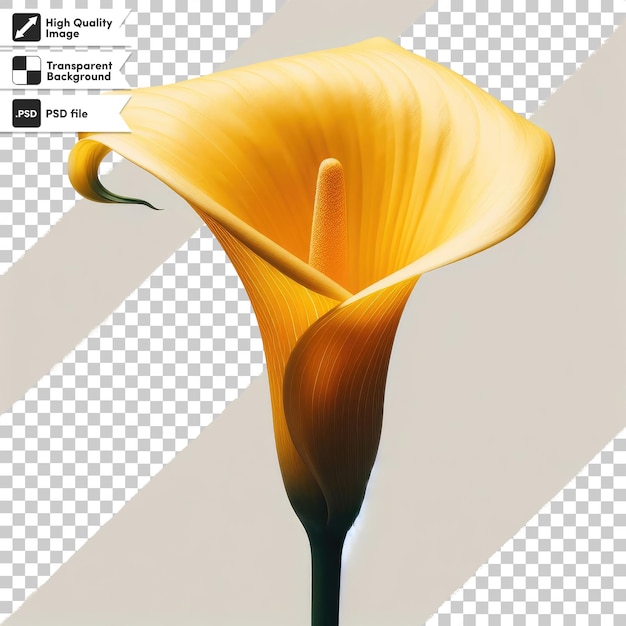 PSD flor de calla amarela psd em fundo transparente com camada de máscara editável