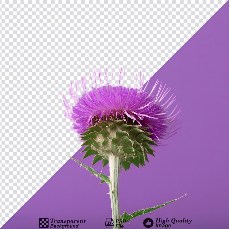 PSD flor de cardo isolada sobre um fundo transparente