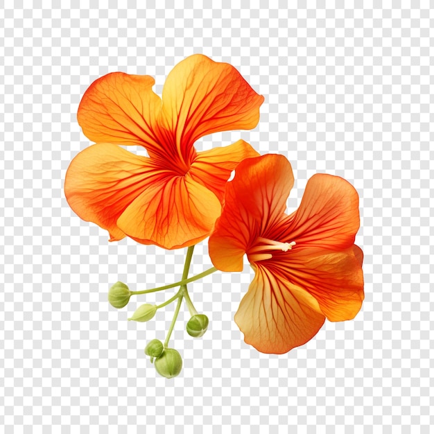 PSD flor de chagas isolada em fundo transparente