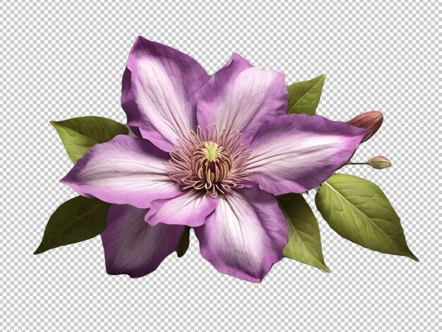 PSD flor de clematis em fundo transparente