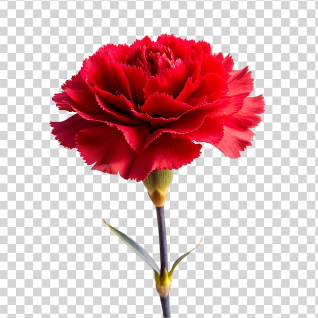 PSD flor de cravo vermelho isolada em fundo transparente