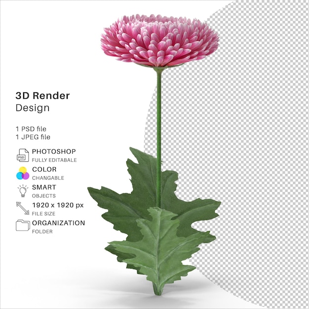 PSD flor de crisântemo modelagem 3d arquivo psd flor realista