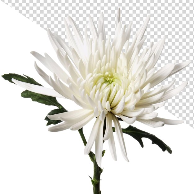 PSD flor de crisântemo png