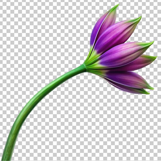 PSD flor de crocus de açafrão