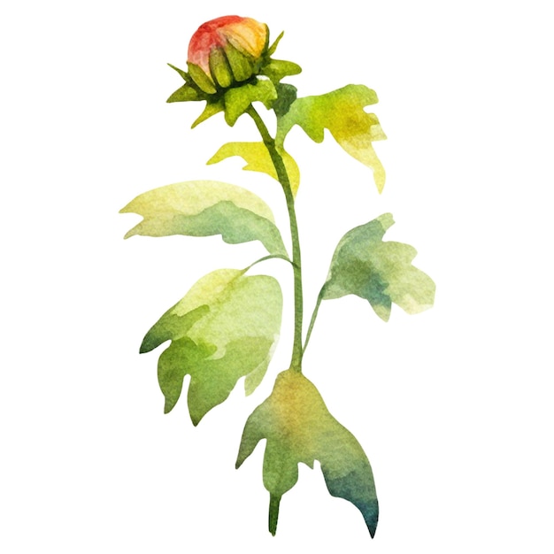 PSD flor de dahlia pintada a aquarela elemento de design desenhado à mão isolado em fundo transparente