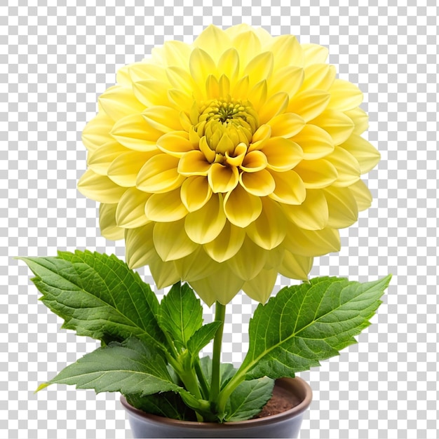PSD flor de dália amarela em uma panela isolada em fundo transparente