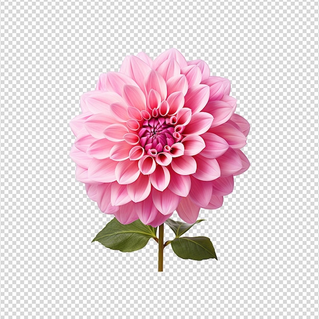 Flor de dália isolada em fundo transparente png