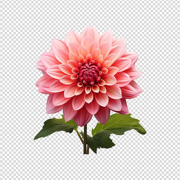 Flor de dália isolada em fundo transparente png