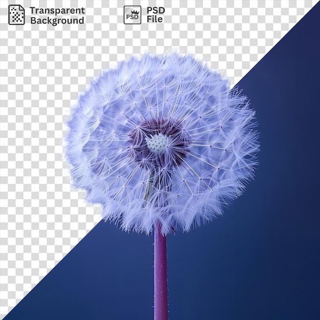 PSD flor de dente-de-leão isolada em um fundo azul