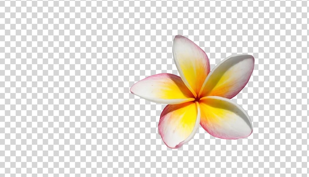 PSD flor de frangipani isolada em fundo transparente