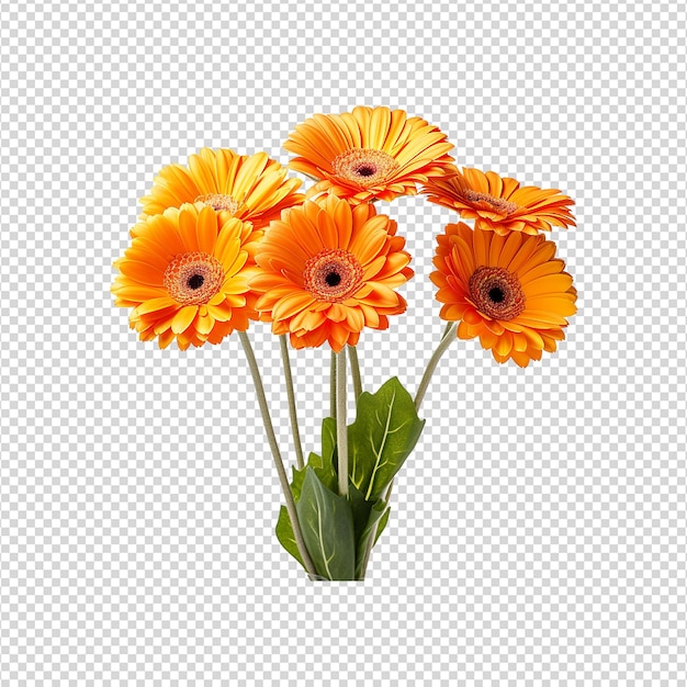 Flor de gerbera isolada em fundo transparente png