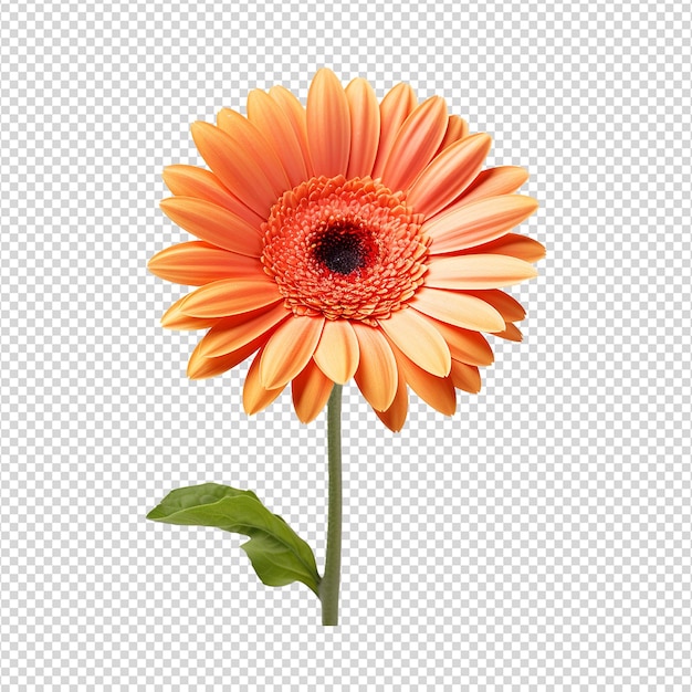 Flor de gerbera isolada em fundo transparente png