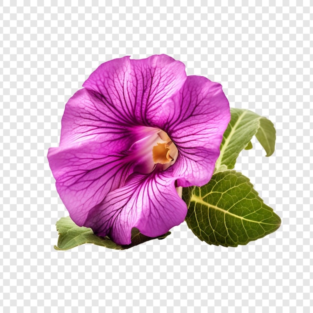 PSD flor de gloxinia isolada em fundo transparente