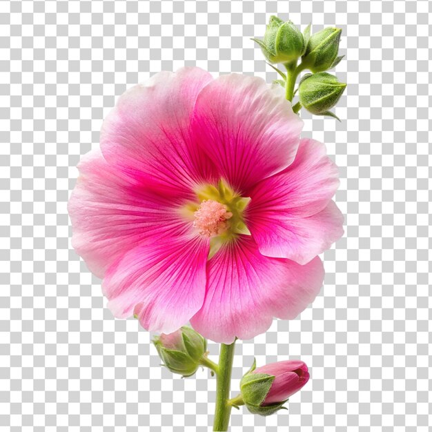 Flor de hollyhock rosa isolada em fundo transparente