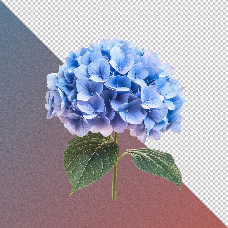 PSD flor de hortênsia azul com folhas verdes