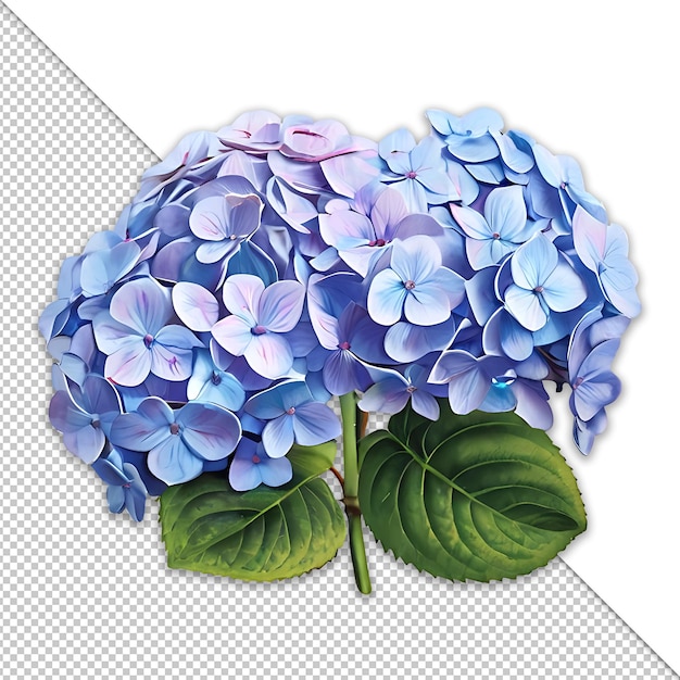 PSD flor de hortênsia com fundo transparente psd