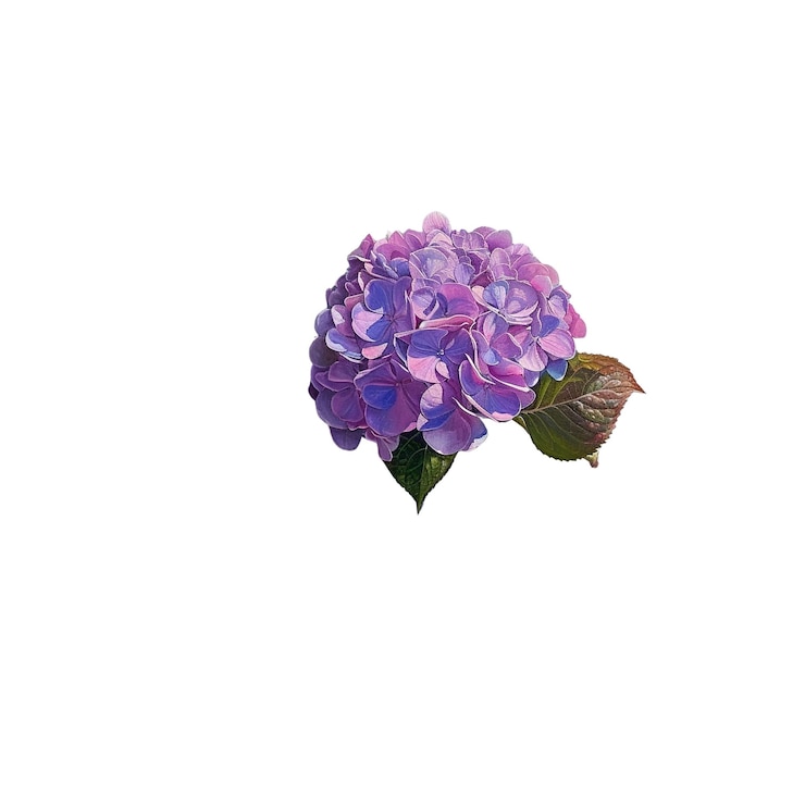 PSD flor de hortênsia roxa em fundo branco