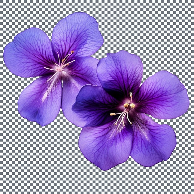 PSD flor de íris azul