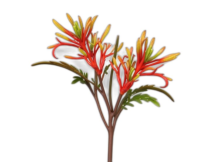 PSD flor de kang kong em psd em fundo branco