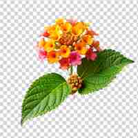 PSD flor de lantana camara isolada em fundo transparente