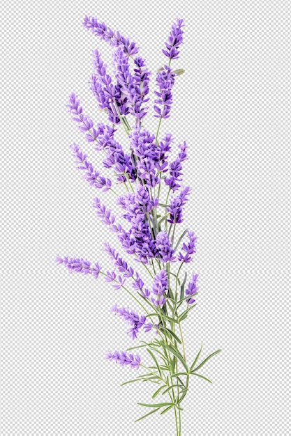 PSD flor de lavanda isolada em branco