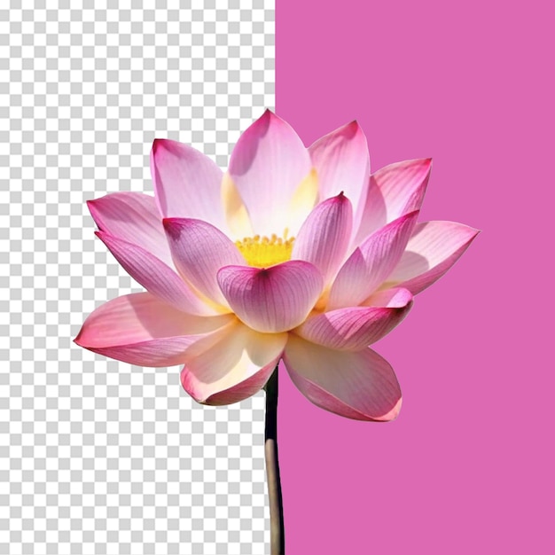 Flor de lótus isolada em fundo transparente