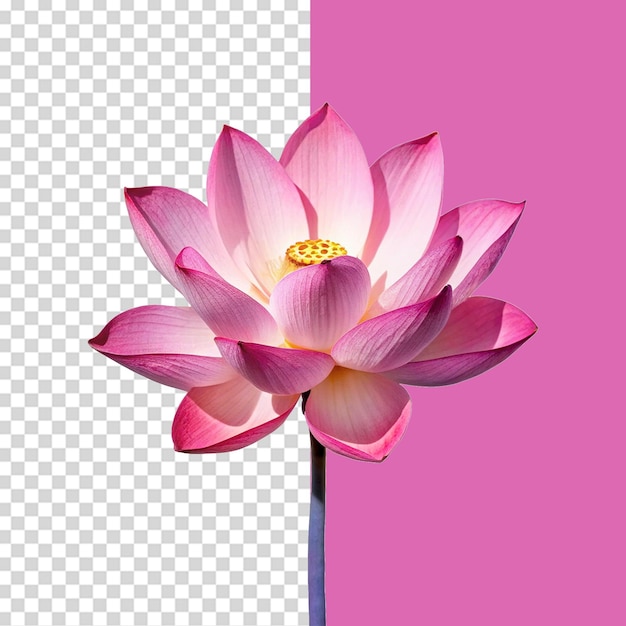 Flor de lótus isolada em fundo transparente