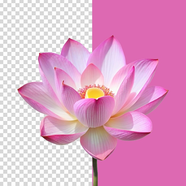 Flor de lótus isolada em fundo transparente