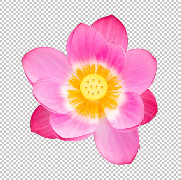 Flor de lótus rosa em fundo de transparência isolado