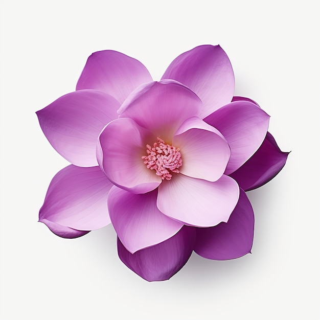 Flor de magnólia roxa