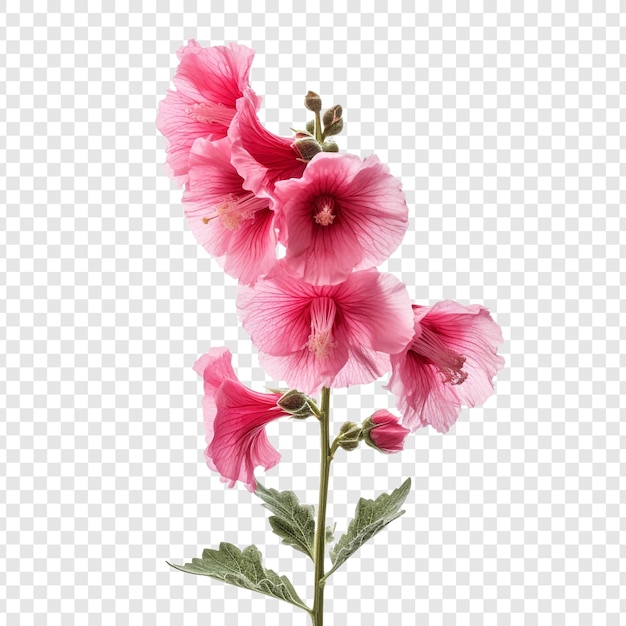 PSD flor de malva-rosa png isolada em fundo transparente