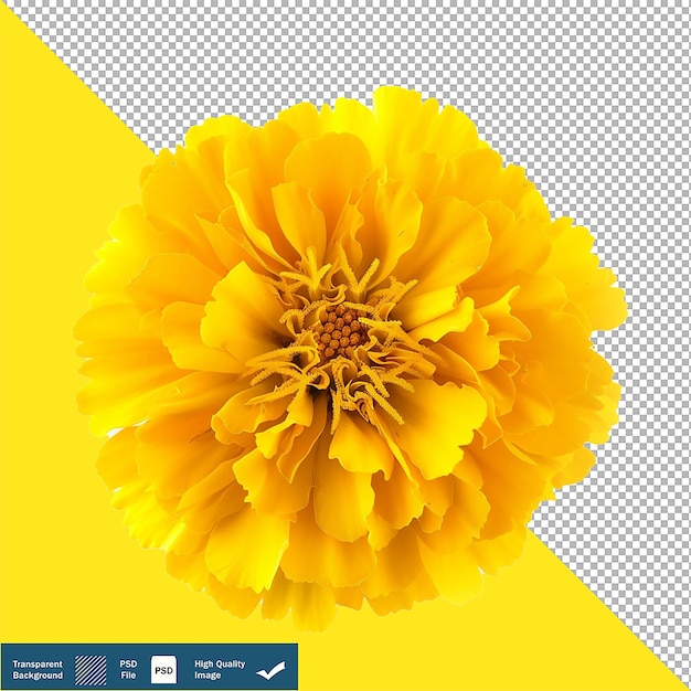 PSD flor de margarida amarela isolada em fundo branco transparente png