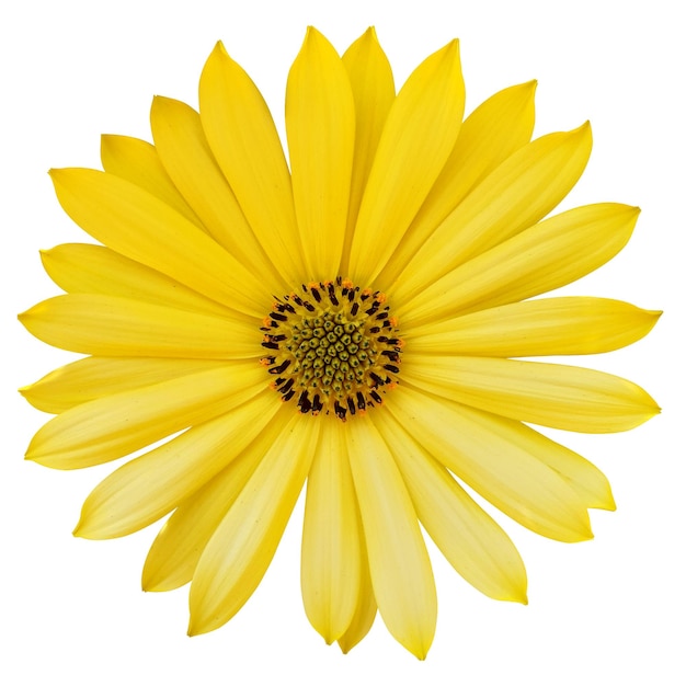 Flor de margarida amarela vibrante em plena floração