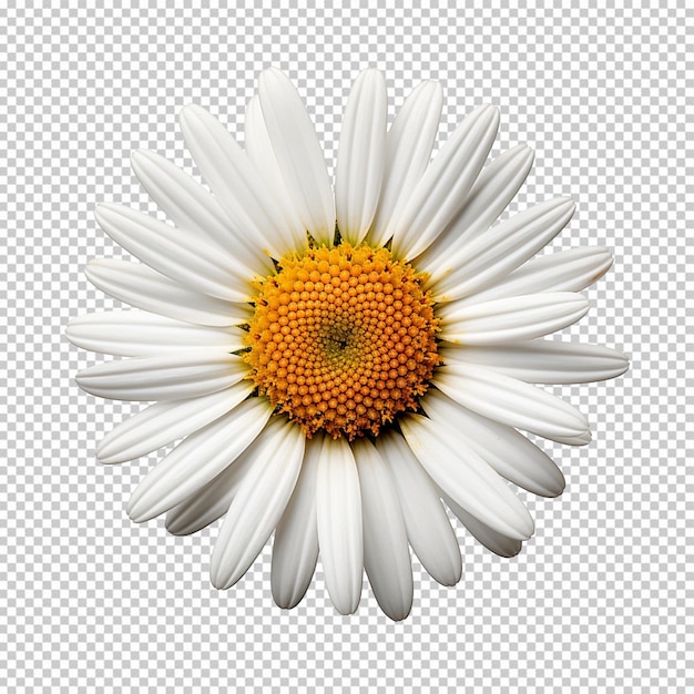 Flor de margarida comum isolada em fundo transparente png disponível