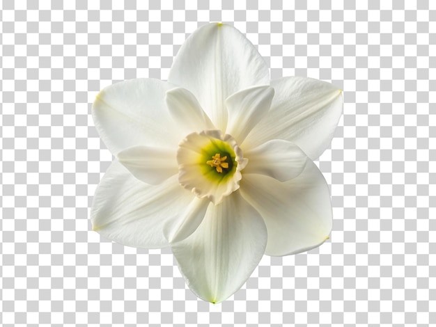 PSD flor de narcisso branco isolada em fundo transparente