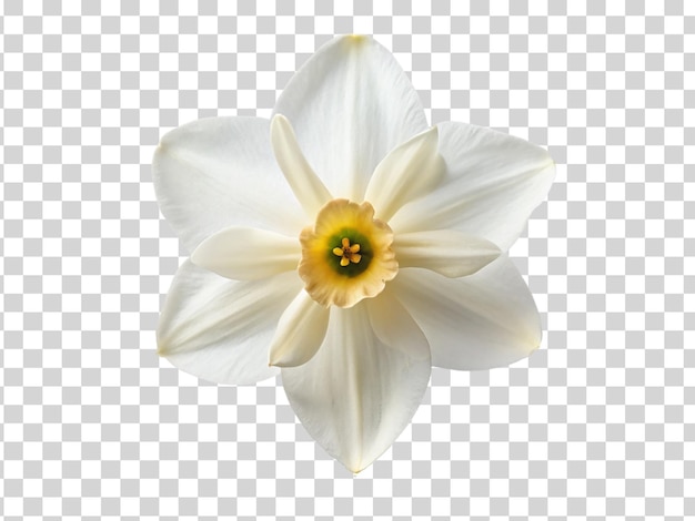 PSD flor de narcisso branco isolada em fundo transparente