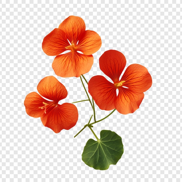 PSD flor de nasturtium png isolada em fundo transparente