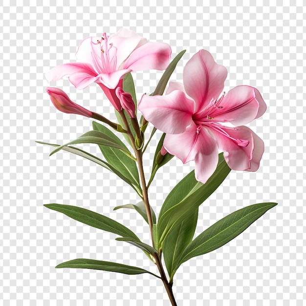 PSD flor de oleandro png isolada em fundo transparente