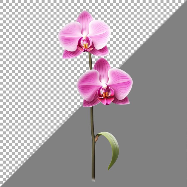 PSD flor de orquídea em fundo transparente ai gerado