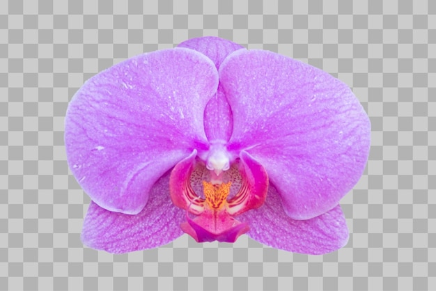 PSD flor de orquídea isolada