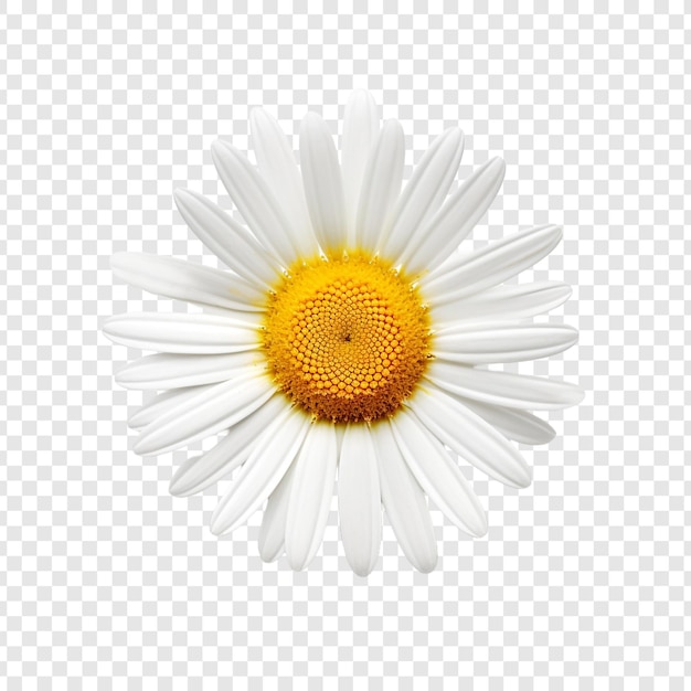 PSD flor de oxeye isolada em fundo transparente