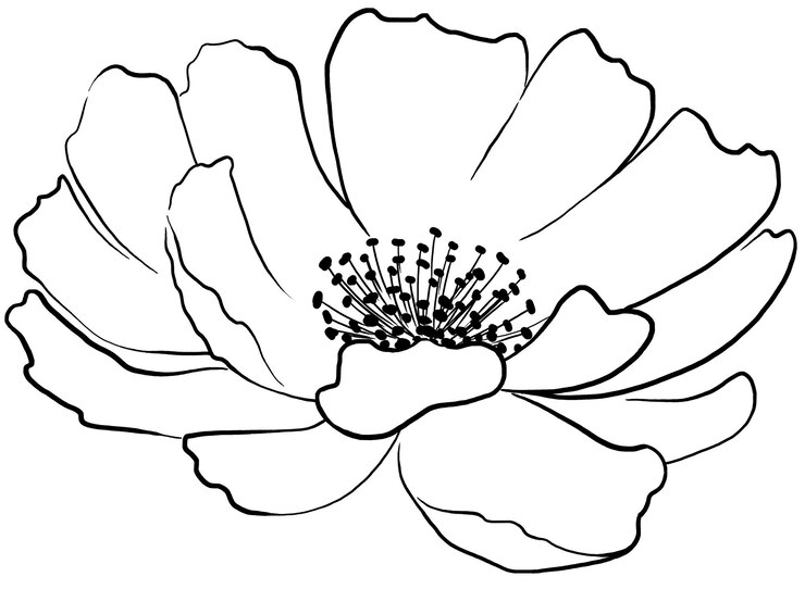 PSD flor de peônia desenhada à mão contorno preto silhueta casamento elemento de ilustração isolado