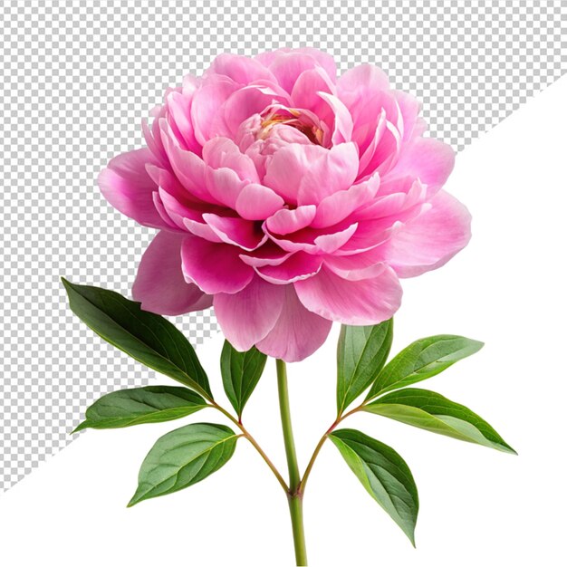 PSD flor de peônia rosa em fundo transparente