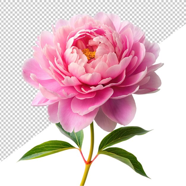 PSD flor de peônia rosa em fundo transparente