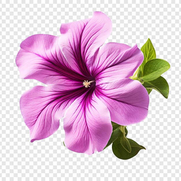 PSD flor de petúnia png isolada em fundo transparente